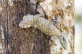 Uroplatus tree