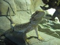 Urosaurus Ornatus - Ornate Tree Lizard Royalty Free Stock Photo