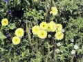 Urospermum dalechampii among thick wild vegetation Royalty Free Stock Photo