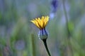 Urospermum picroides, prickly goldenfleece Royalty Free Stock Photo