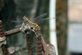 Urothemis signata, the greater crimson glider Royalty Free Stock Photo