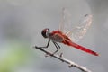 urothemis signata odonata java