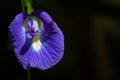 Urple butterfly pea flowers on the tree Royalty Free Stock Photo