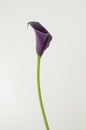 Purple calla lily flower on a white isolated background Royalty Free Stock Photo