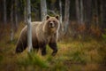 Ursus arctos. The brown bear is the largest predator in Europe. Royalty Free Stock Photo