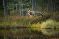 Ursus arctos. The brown bear is the largest predator in Europe. Royalty Free Stock Photo