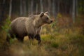 Ursus arctos. The brown bear is the largest predator in Europe. Royalty Free Stock Photo