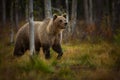 Ursus arctos. The brown bear is the largest predator in Europe. Royalty Free Stock Photo