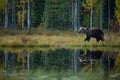 Ursus arctos. The brown bear is the largest predator in Europe. Royalty Free Stock Photo