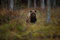 Ursus arctos. The brown bear is the largest predator in Europe. Royalty Free Stock Photo