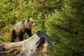 Ursus arctos. Hnedý medveď. Fotografia vznikla na Slovensku.