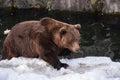 Ursus arctos close up photography, brown bear walking on snow, wildlife image Royalty Free Stock Photo