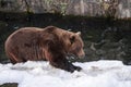 Ursus arctos close up photography, brown bear walking on snow, wildlife image Royalty Free Stock Photo
