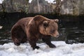 Ursus arctos close up photography, brown bear walking on snow, wildlife image Royalty Free Stock Photo