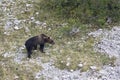 Ursus arctos marsicanus, Marsican brown bear walking in Abruzzo mountains, Italy Royalty Free Stock Photo