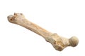 Ursus spelaeus bone Royalty Free Stock Photo