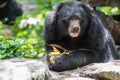 Ursus thibetanus eating banana Royalty Free Stock Photo