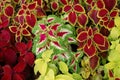 Urtica coleus blumei Royalty Free Stock Photo