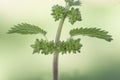 Urtica dioica annual nettle green plant very common shady places with irritating thorns although cooked is edible