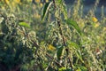 Urtica dioica, common nettle flowers closeup selective focus