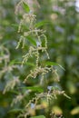 Urtica dioica, common nettle flowers closeup selective focus