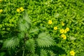 Urtica dioica, common or stinging nettles background, closeup view