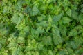 Urtica dioica, common or stinging nettles background