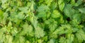 Urtica dioica, common or stinging nettles background