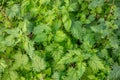 Urtica dioica, common or stinging nettles background