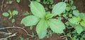 Urtica dioica || Galeopsis tetrahit , green leaf