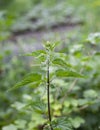 Urtica dioica, often called common nettle or stinging nettle. Royalty Free Stock Photo
