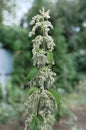 Urtica dioica, often called common nettle, stinging nettle, or nettle leaf. Blooming nettle bush Royalty Free Stock Photo