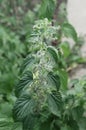 Urtica dioica, often called common nettle, stinging nettle, or nettle leaf. Blooming nettle bush. Vertical photography. Close-up Royalty Free Stock Photo