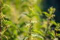 Urtica dioica, often called common nettle, stinging nettle, or nettle leaf, a young plant in a forest in a clearing. The first Royalty Free Stock Photo