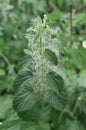 Urtica dioica, often called common nettle, stinging nettle, or nettle leaf, a young plant in a forest in a clearing. The first Royalty Free Stock Photo