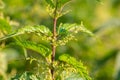 Urtica dioica, often called common nettle, stinging nettle, or nettle leaf, a young plant in a forest in a clearing. The Royalty Free Stock Photo