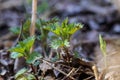 Urtica dioica, often called common nettle, stinging nettle, or nettle leaf, a young plant in a forest in a clearing. Royalty Free Stock Photo