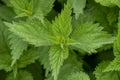 Urtica dioica, often called common nettle or stinging nettle