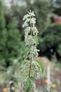 Urtica dioica, often called common nettle, stinging nettle, or nettle leaf. Blooming nettle bush. Vertical photography Royalty Free Stock Photo