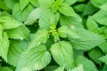 Urtica dioica, often called common nettle, stinging nettle or nettle leaf. Closeup, macro.