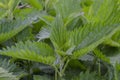 Urtica dioica, often called common nettle or stinging nettle