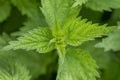 Urtica dioica, often called common nettle or stinging nettle Royalty Free Stock Photo