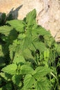 Urtica dioica, often called nettle or nettle