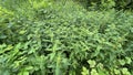 Urtica dioica plants growing wild in a swamp forest