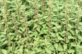 Urtica dioica stinging nettles field