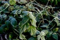 Urtica. Frosty green nettle leaves in autumn, natural environment background.