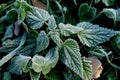 Urtica. Frosty green nettle leaves in autumn, natural environment background.