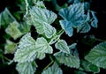 Urtica. Frosty green nettle leaves in autumn, natural environment background.