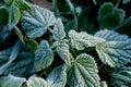 Urtica. Frosty green nettle leaves in autumn, natural environment background.