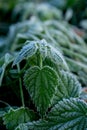 Urtica. Frosty green nettle leaves in autumn, natural environment background.